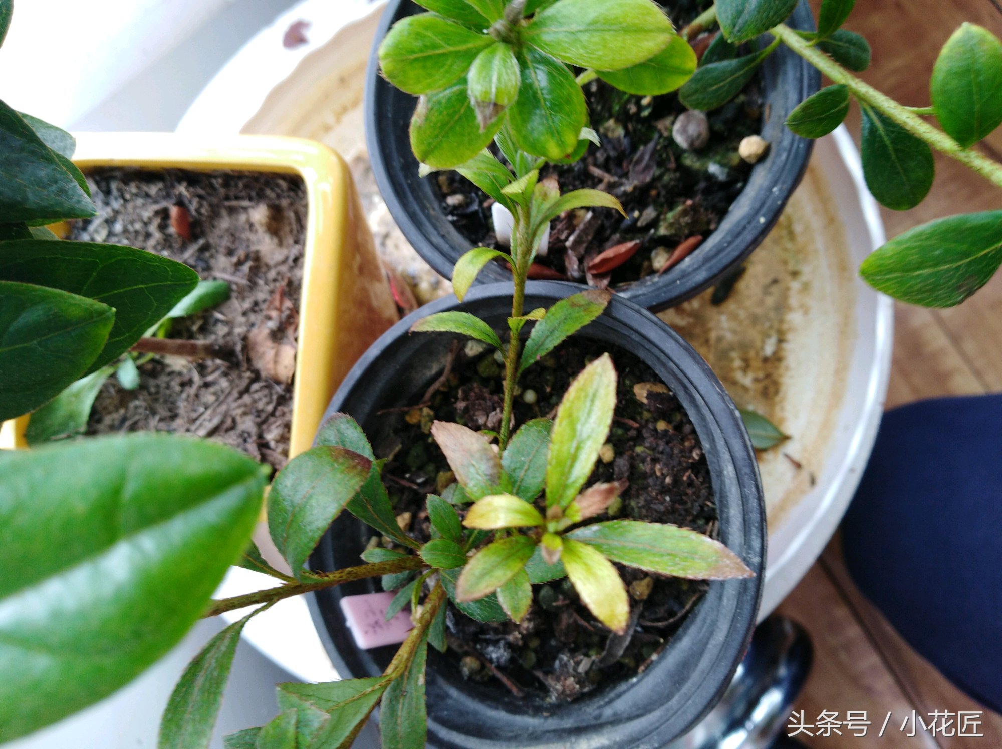 杜鹃花太贫瘠了会死吗,杜鹃花开完花就死了