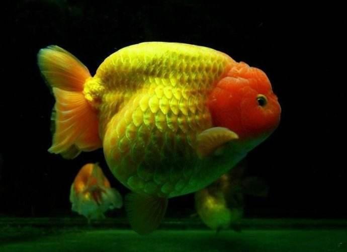 兰寿金鱼光线要求,兰寿泰狮鎏金三种金鱼能混养吗
