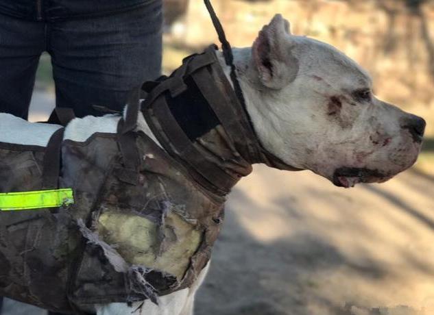 杜高犬可以当宠物养吗,杜高犬十个不养的理由