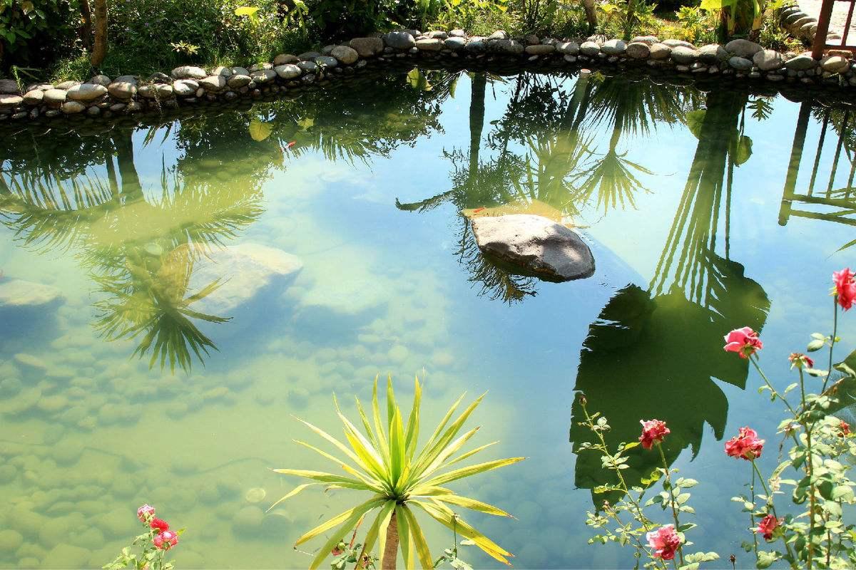 兰寿金鱼光线要求,兰寿泰狮鎏金三种金鱼能混养吗