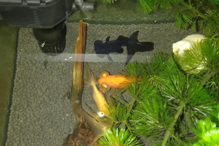 兰寿金鱼光线要求,兰寿泰狮鎏金三种金鱼能混养吗