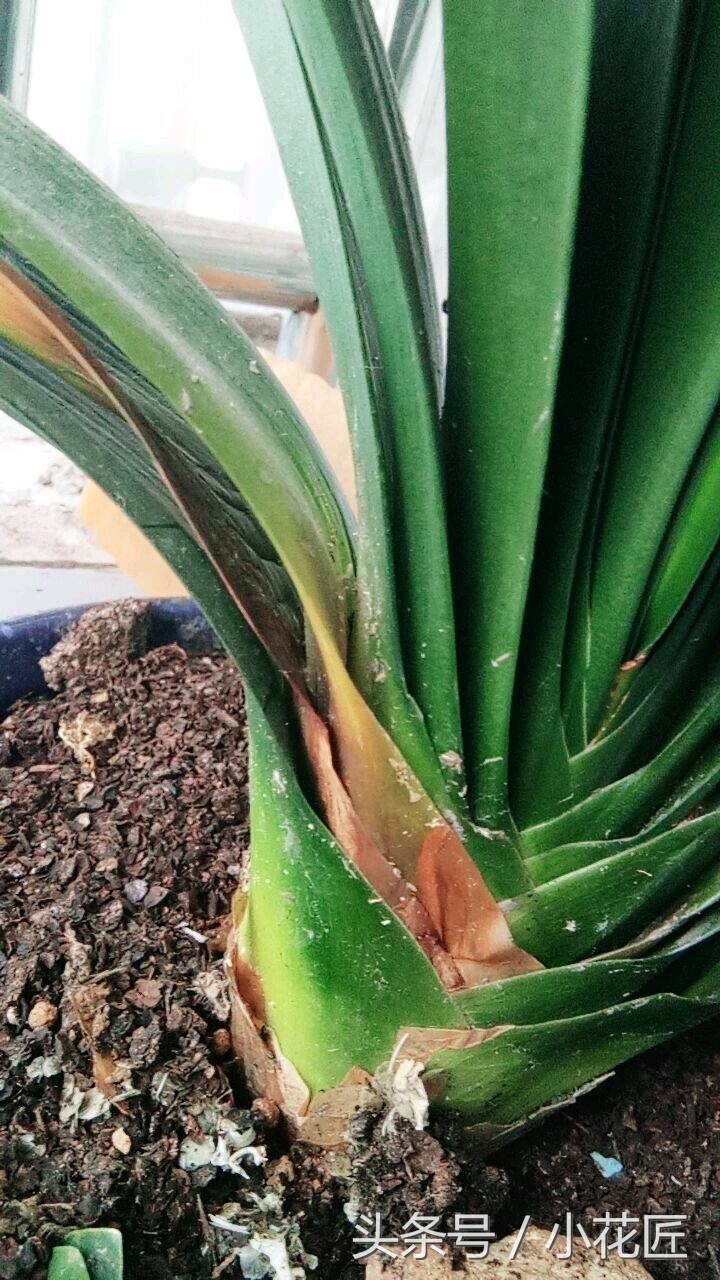 君子兰黄叶烂叶该怎么补救,君子兰烂叶像水烫了怎么办