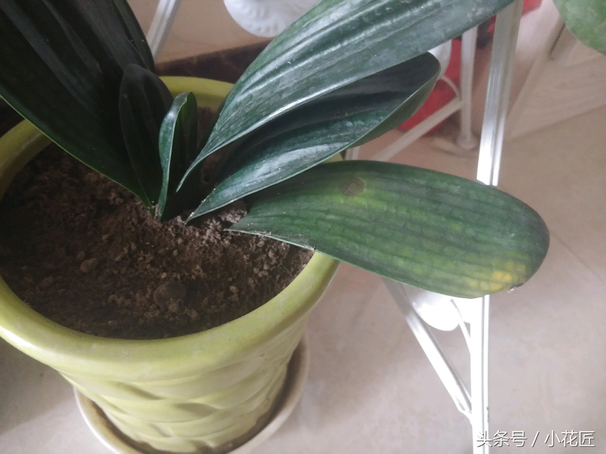 君子兰黄叶烂叶该怎么补救,君子兰烂叶像水烫了怎么办