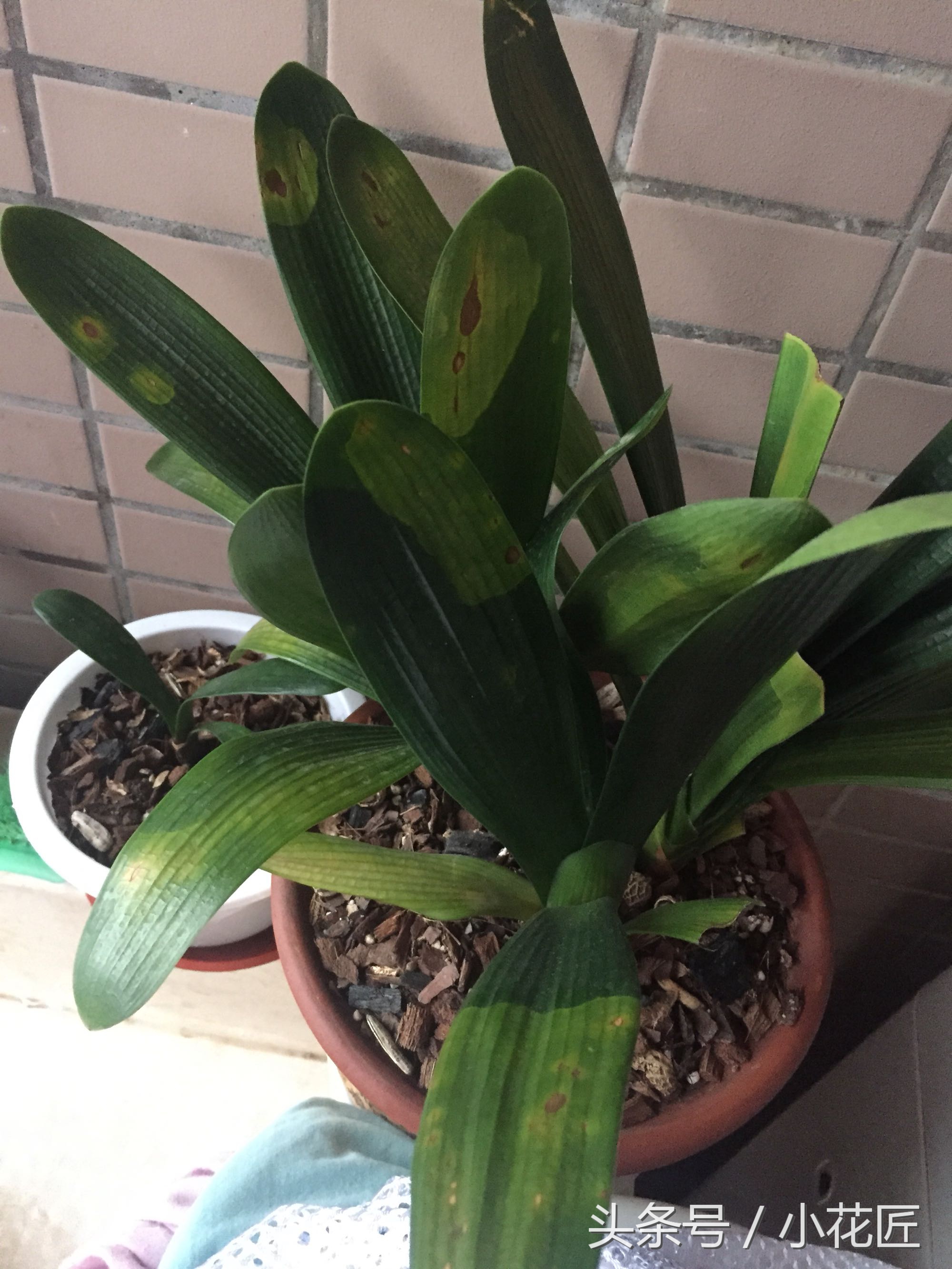 君子兰黄叶烂叶该怎么补救,君子兰烂叶像水烫了怎么办