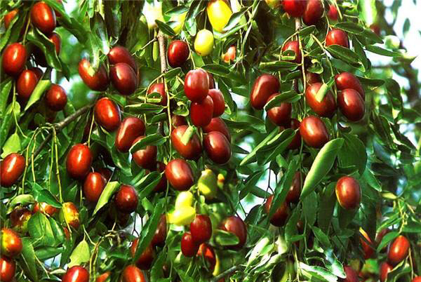 中药材大枣的储存,什么中药材可替代大枣