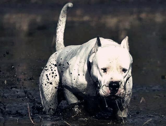 杜高犬可以当宠物养吗,杜高犬十个不养的理由