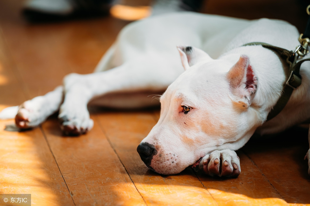 杜高犬可以当宠物养吗,杜高犬十个不养的理由