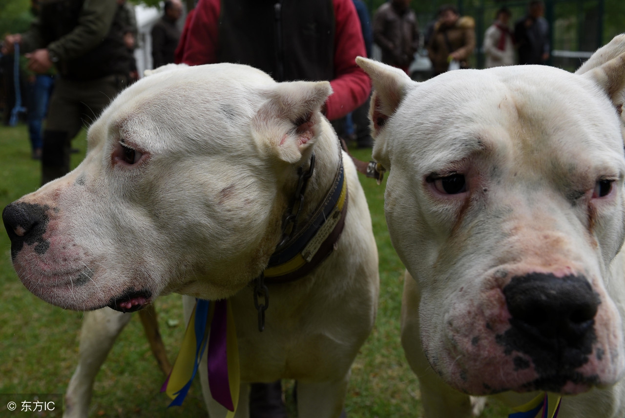 杜高犬可以当宠物养吗,杜高犬十个不养的理由