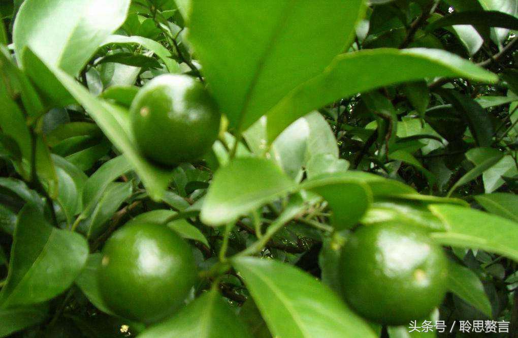 咏橘绝句,咏橘的诗