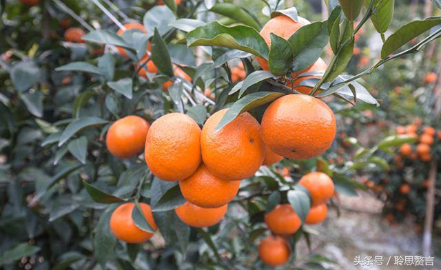 咏橘绝句,咏橘的诗