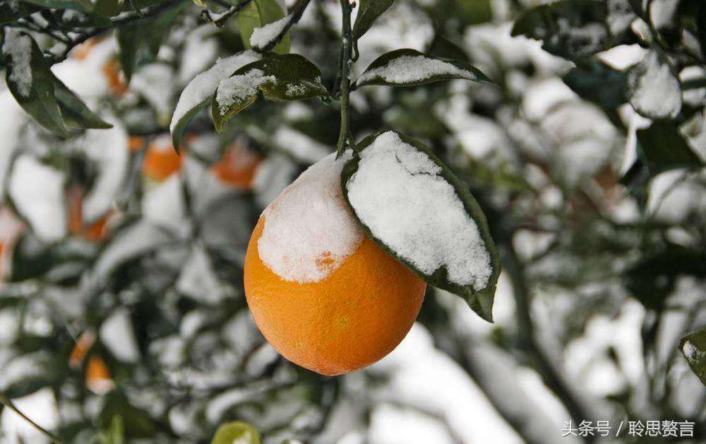 咏橘绝句,咏橘的诗