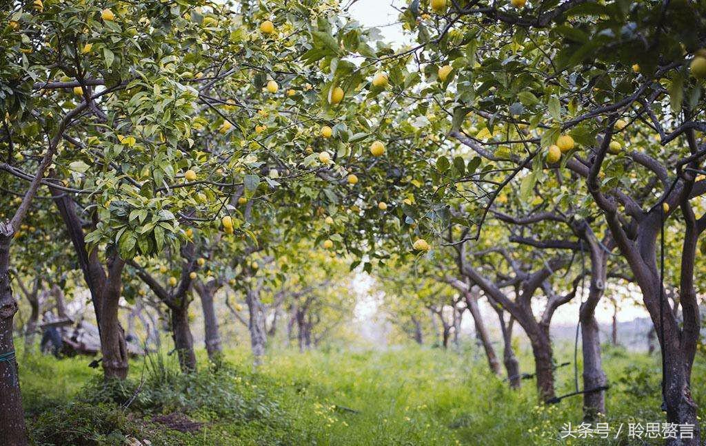 咏橘绝句,咏橘的诗