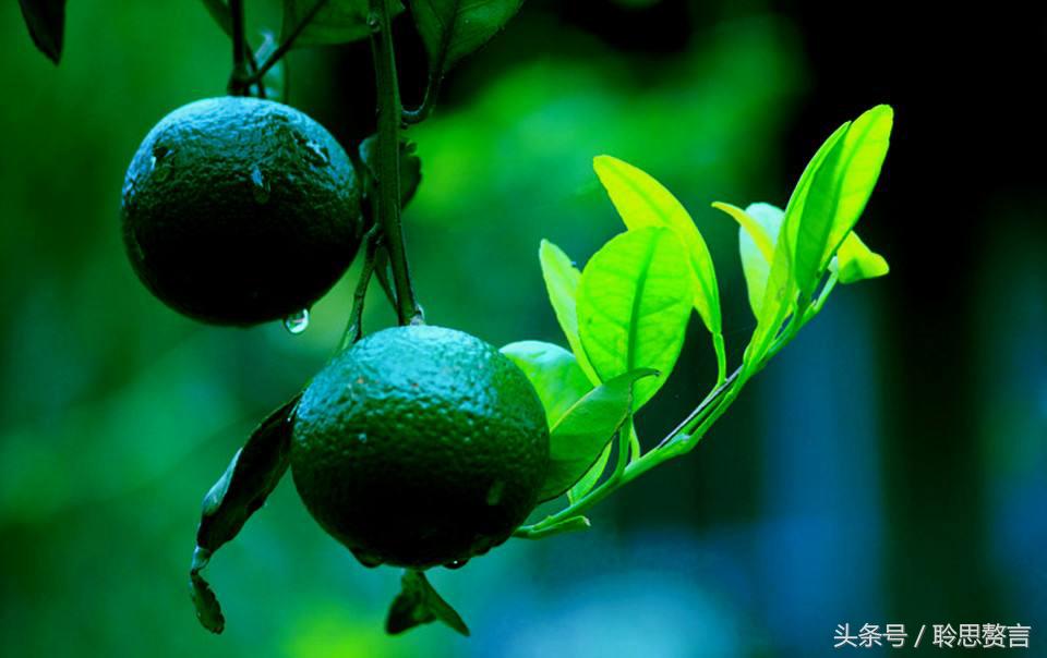 咏橘绝句,咏橘的诗