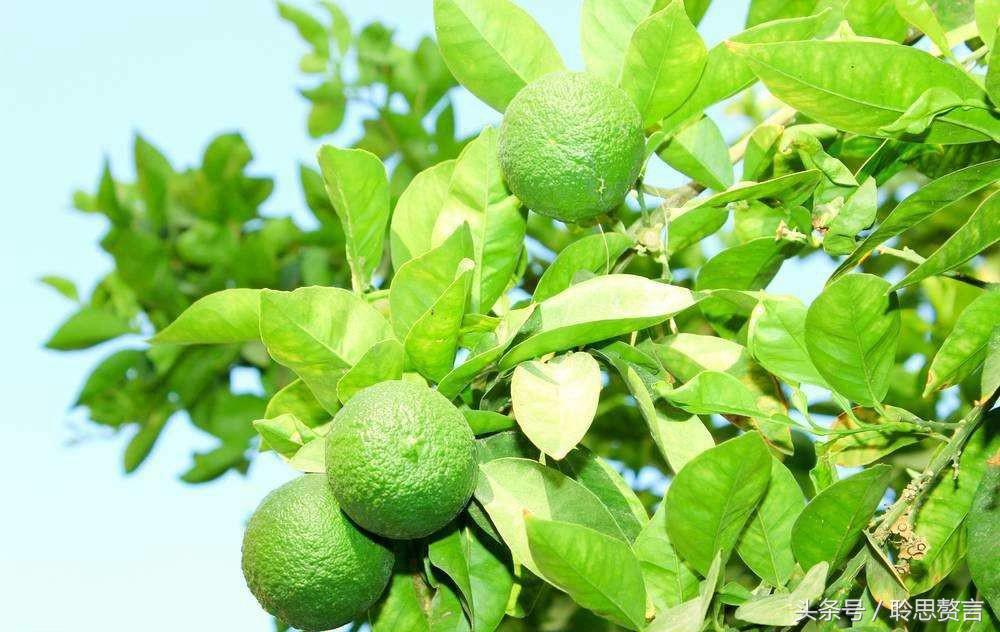 咏橘绝句,咏橘的诗