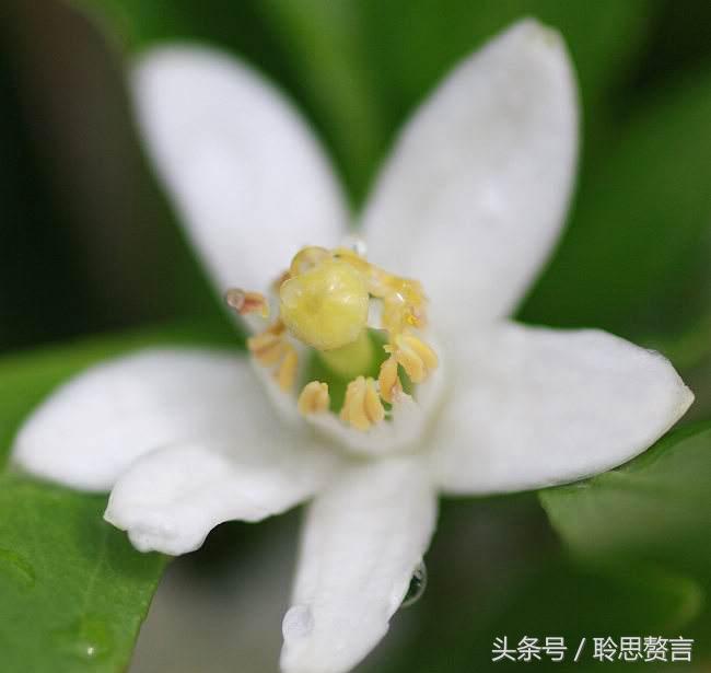 咏橘绝句,咏橘的诗