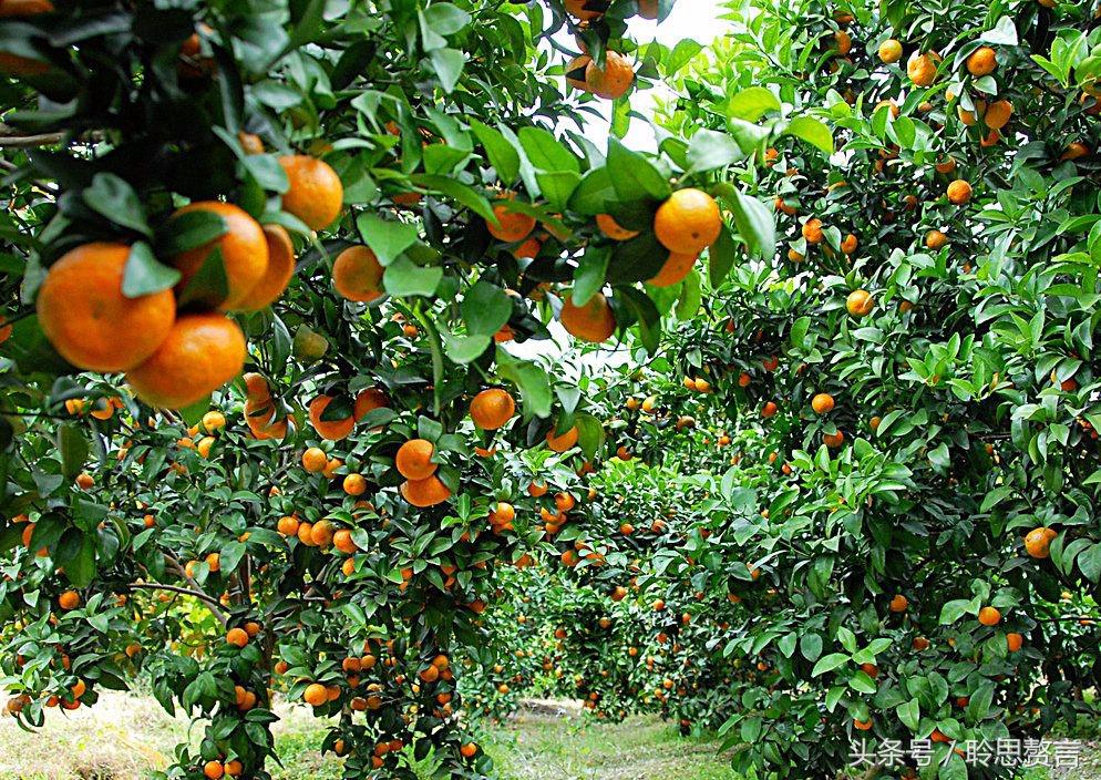 咏橘绝句,咏橘的诗