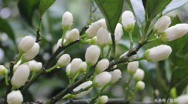 咏橘绝句,咏橘的诗