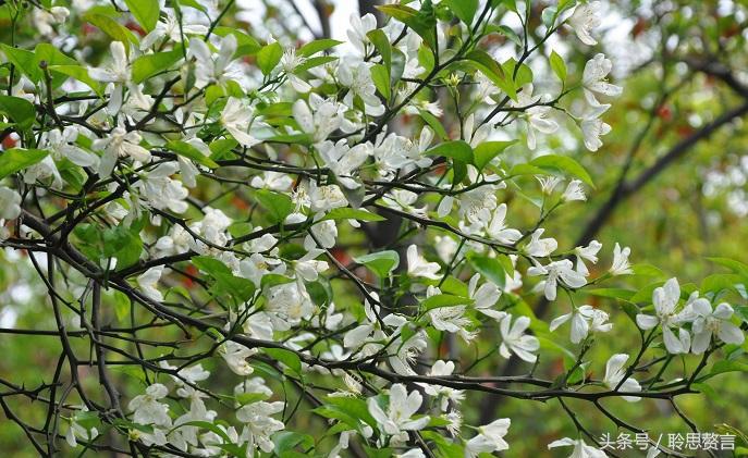 咏橘绝句,咏橘的诗