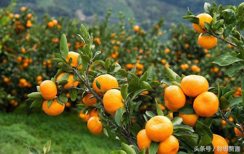 咏橘绝句,咏橘的诗