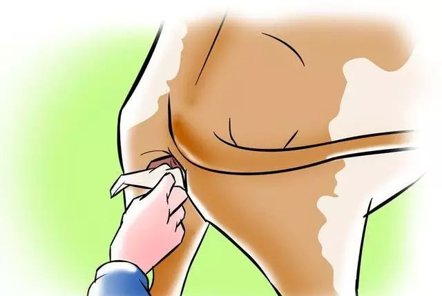 母牛人工授精技术在哪里可以学,怎么样给母牛人工授精图片