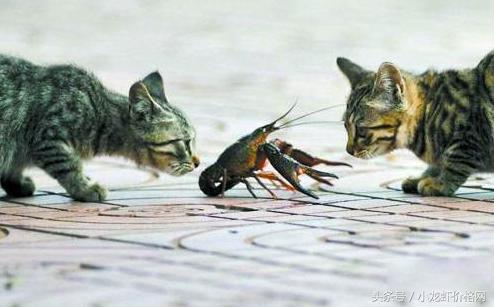 小龙虾出现死亡现象怎么救治,小龙虾生病死亡的症状