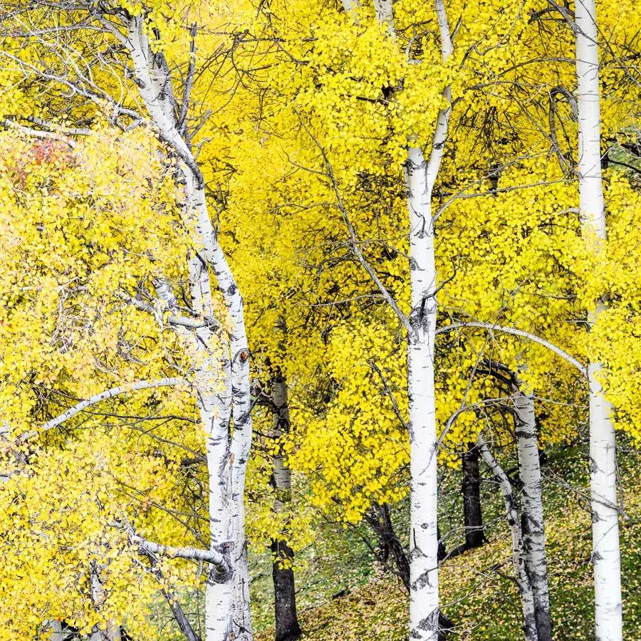 十位名家笔下的老师,十位名人笔下的老师