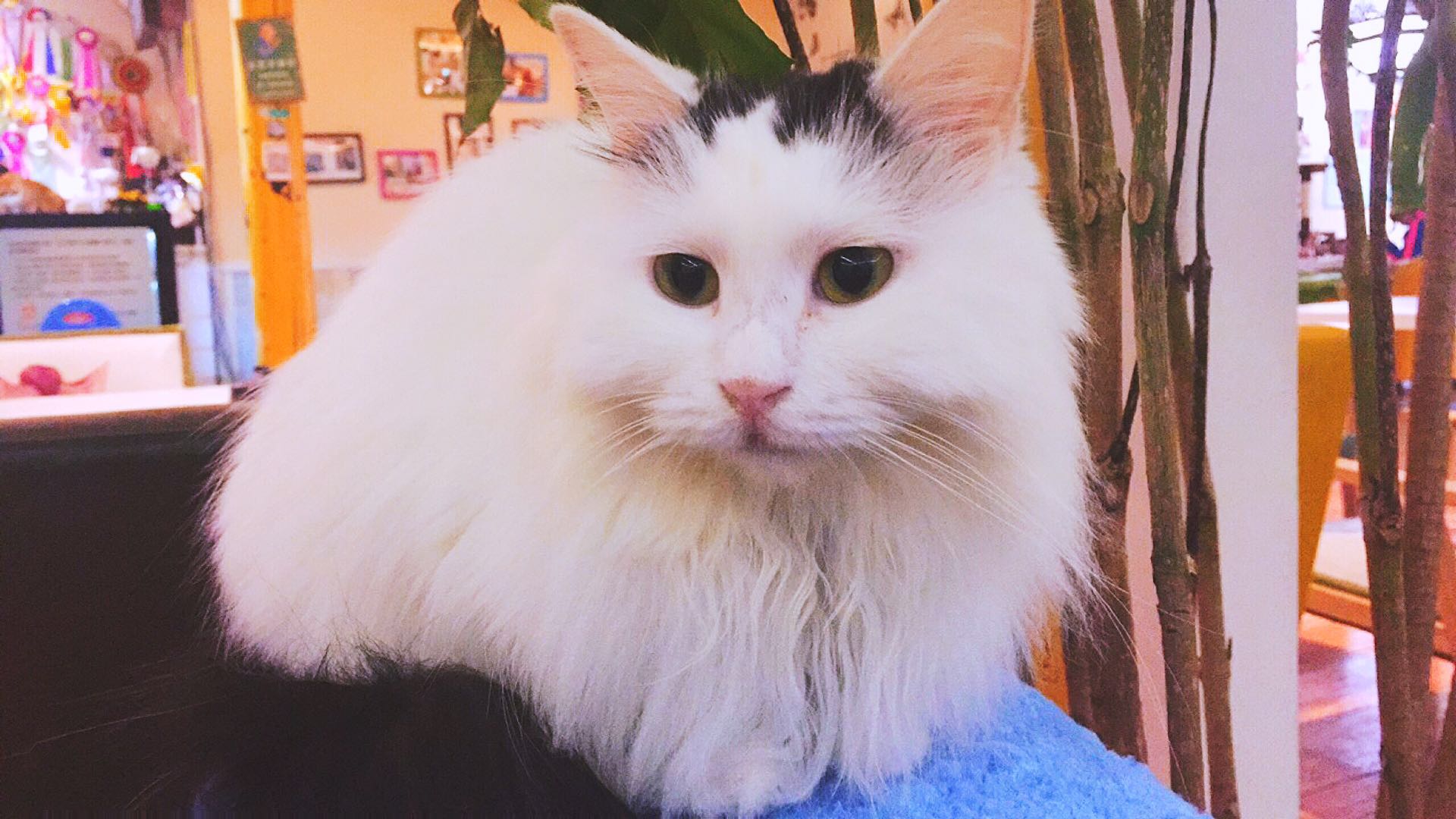 猫咪主题餐厅,大型撸猫现场曼谷猫咪咖啡馆推荐