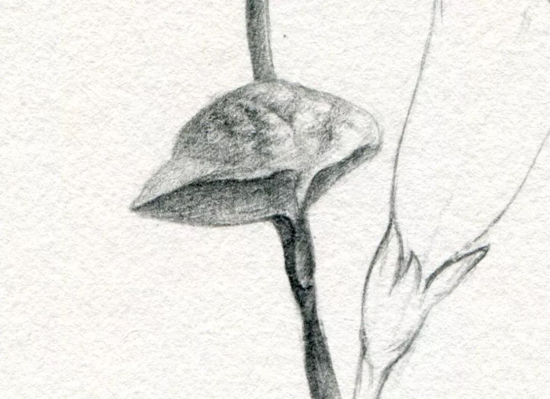 画画教程画满一张纸只用一支铅笔,画画教程用铅笔画一棵树