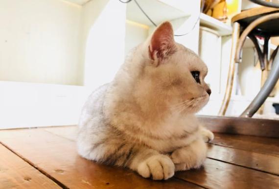 猫咪主题餐厅,大型撸猫现场曼谷猫咪咖啡馆推荐