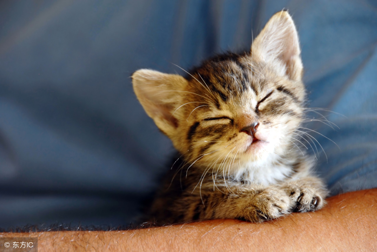 猫咪主题餐厅,大型撸猫现场曼谷猫咪咖啡馆推荐