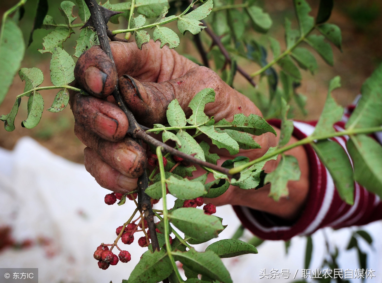 花椒病虫害防治ppt,花椒的病虫害防治方法