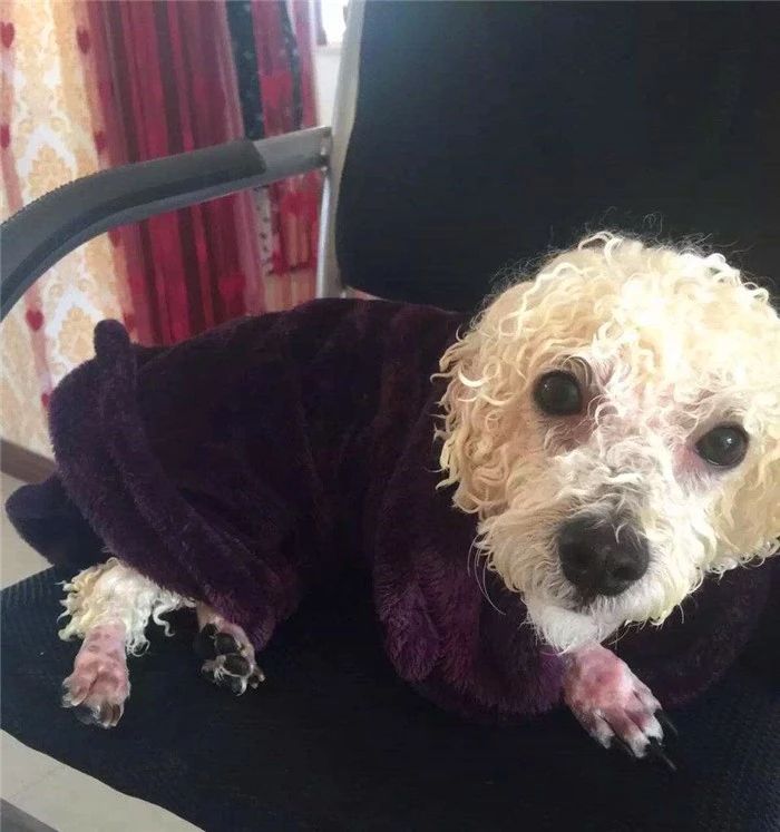 比熊不能遛很爱脏,比熊犬什么时候可以洗澡