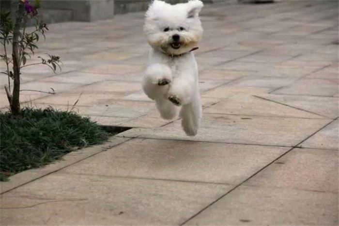 比熊不能遛很爱脏,比熊犬什么时候可以洗澡