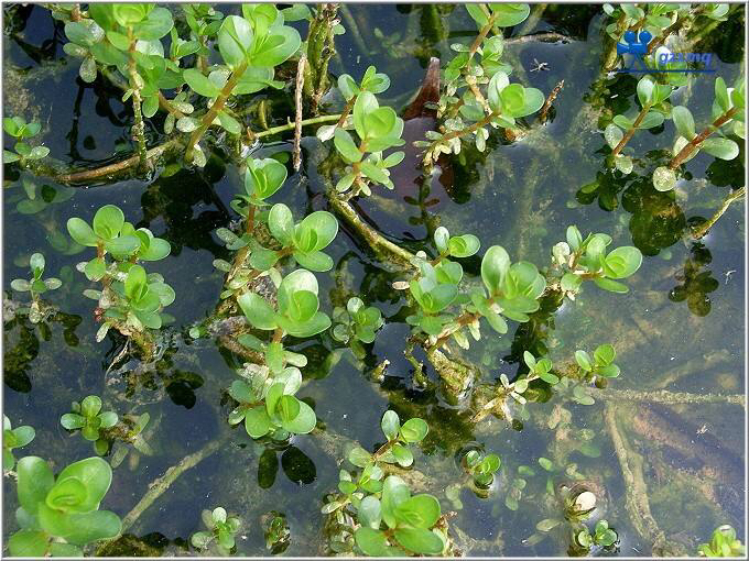 中草药蕹菜,药材苋菜