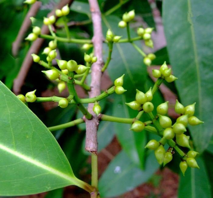 中药材水翁花价格,中药材水翁花的用量