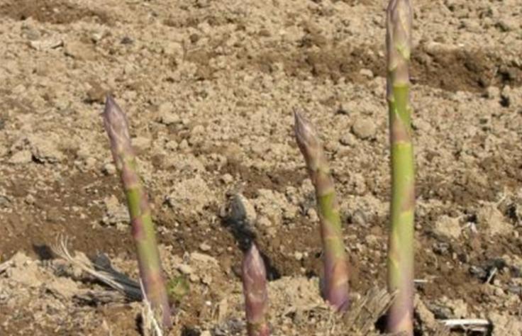 正宗芦笋种植技术视频,正宗芦笋种植技术