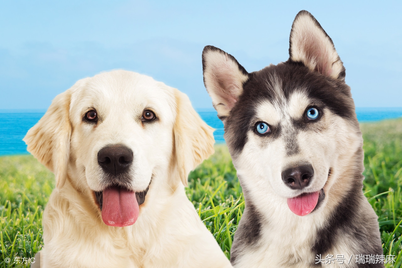 狗狗皮肤全部发红是怎么回事,狗狗皮肤发红怎么回事