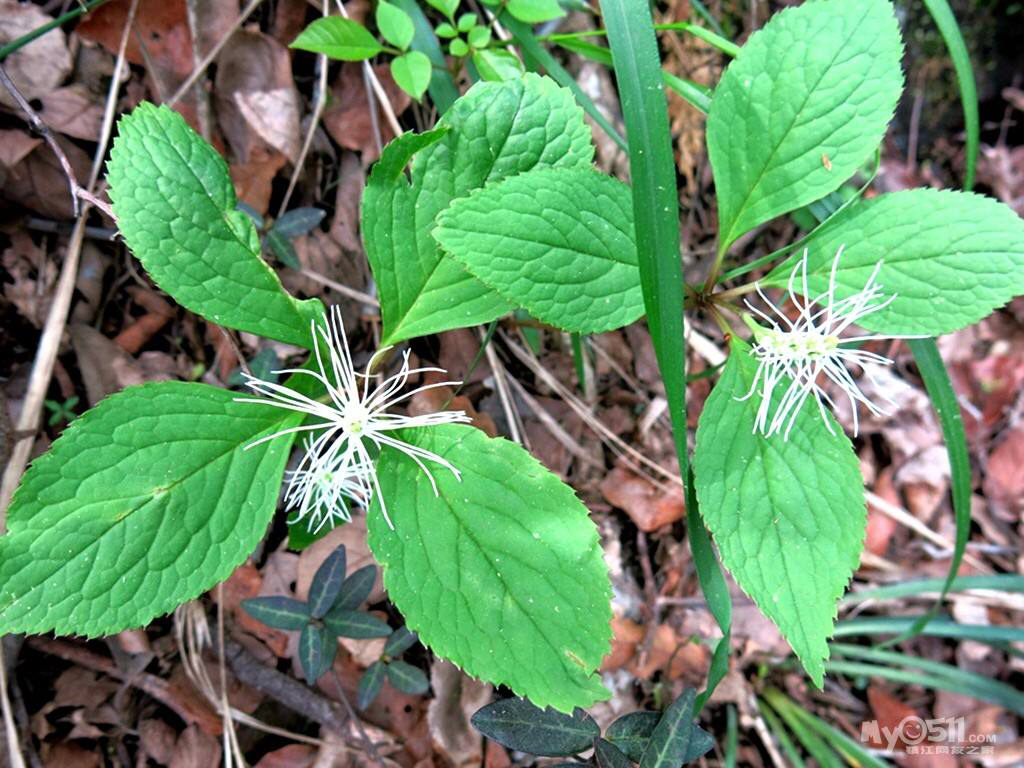 中药材灯花图片,中草药水晶标本
