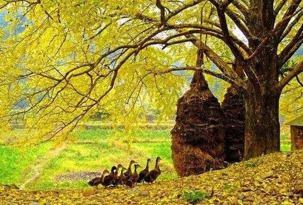 不要去杭州,杭州西湖值得去的地方