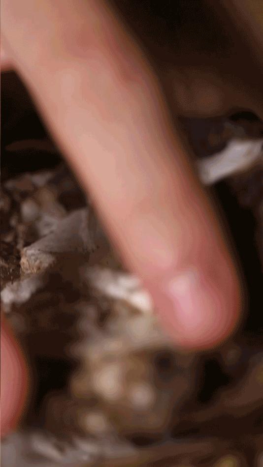 蚝皇爆汁,爆汁蚝皇多少钱一只