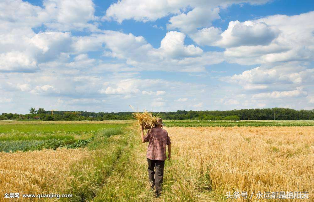 老农们不爱看篮球，足球……（诗歌）
