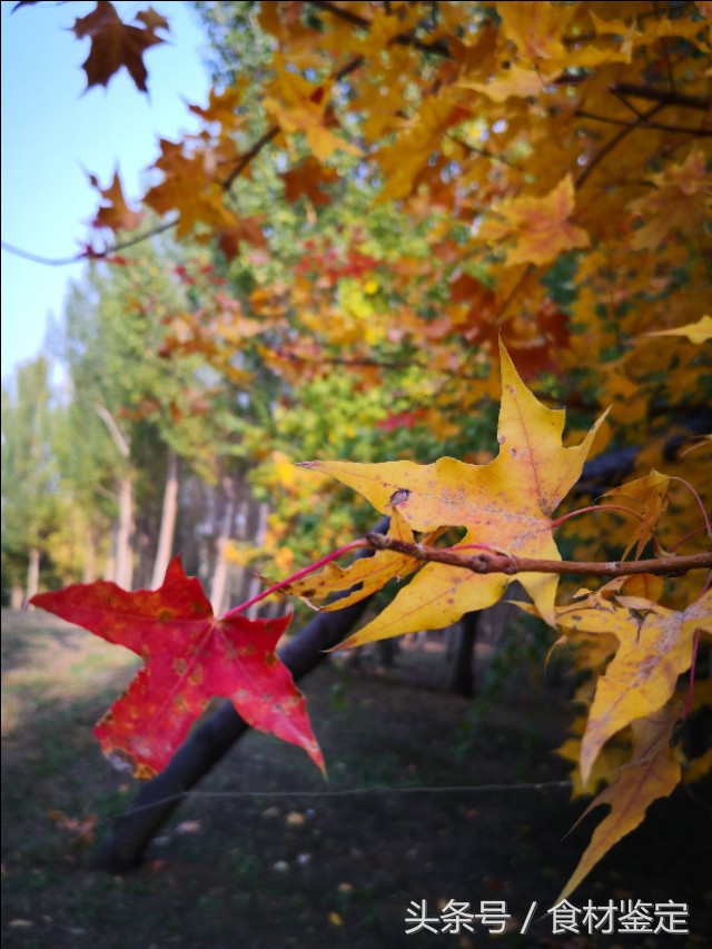 沈阳农贸市场里的美食,沈阳的秋天很美