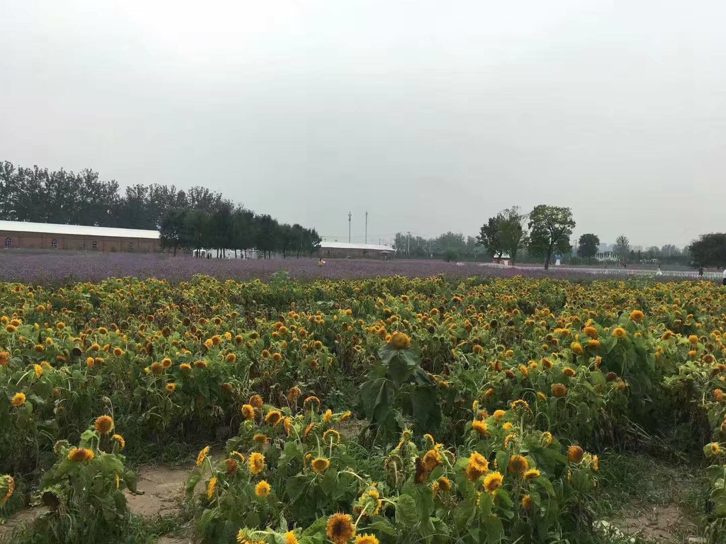 我的北京故事全集,我的故事1978完整版