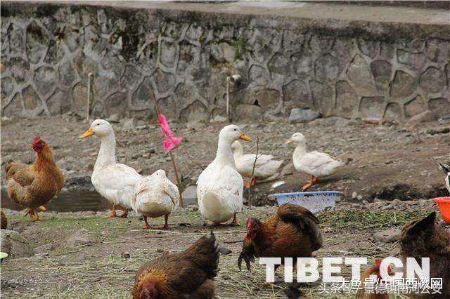 像格桑花一样戍守边关——*藏西**玉麦边防派出所戍边侧记