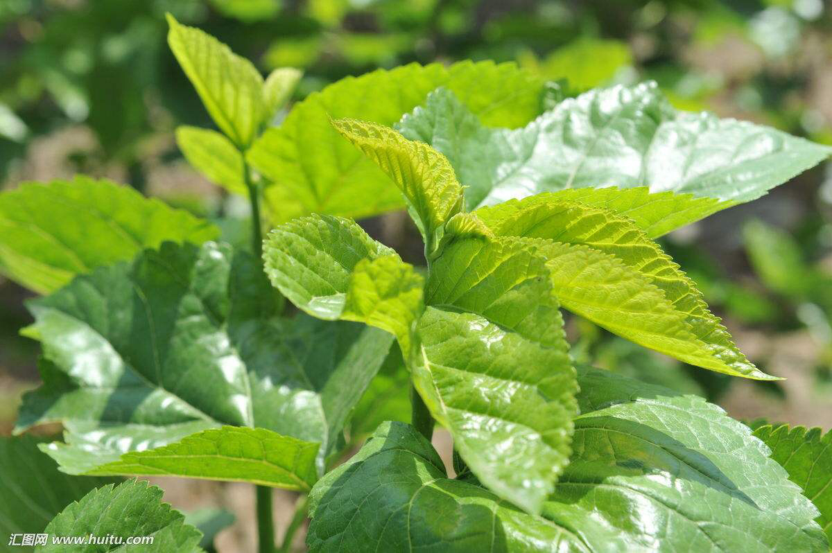 中药材桑叶茶图片,中药材桑叶辨识