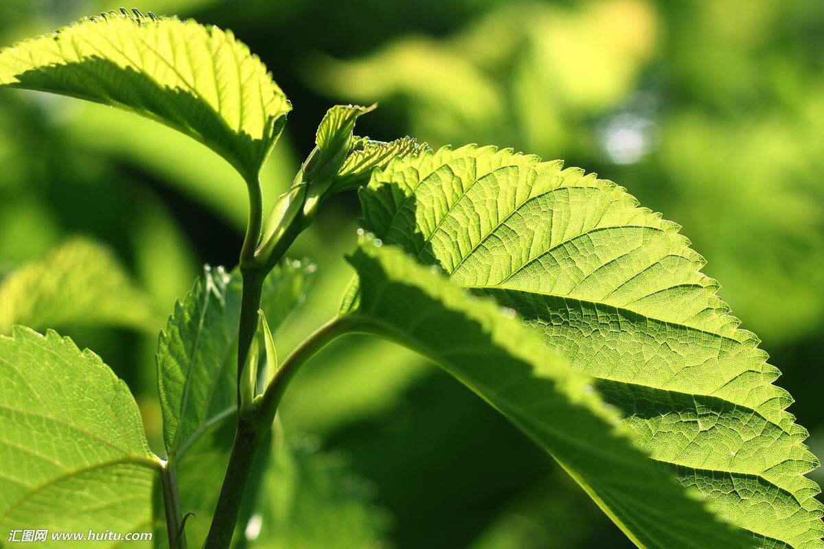 中药材桑叶茶图片,中药材桑叶辨识