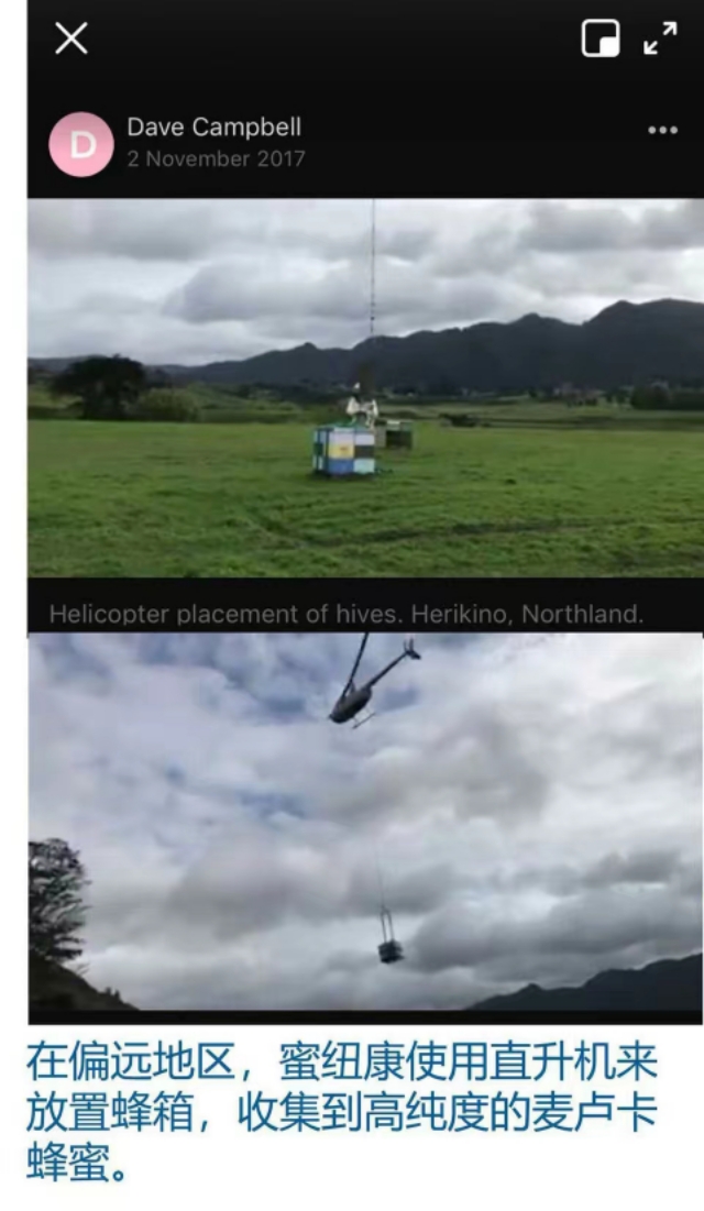 新西兰国宝级麦卢卡蜂蜜,新西兰manuka麦卢卡蜂蜜