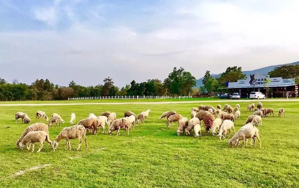 清迈天灯节一日游攻略,2018清迈天灯
