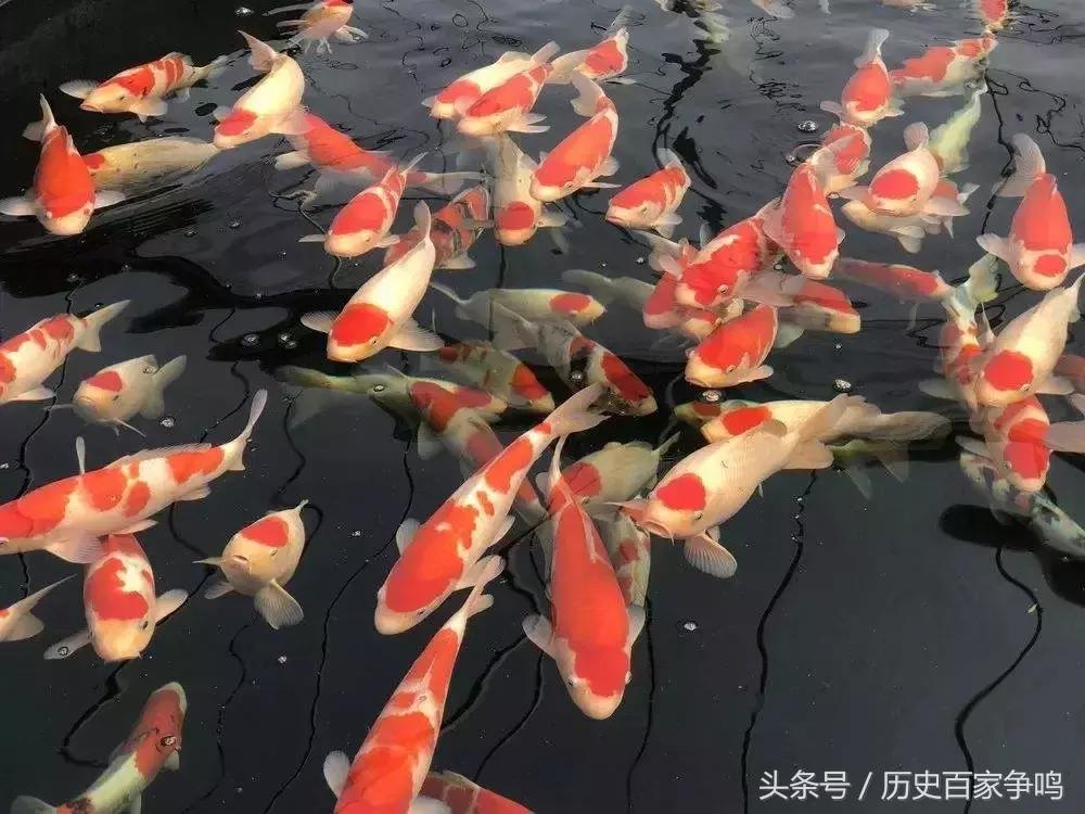 锦鲤转发的正确方法是什么,怎样转发锦鲤视频