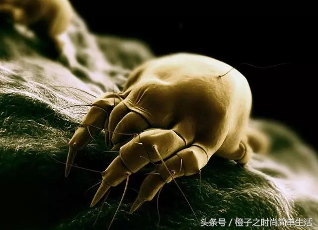 床上螨虫多身上会出红点点吗,螨虫自然死亡时间